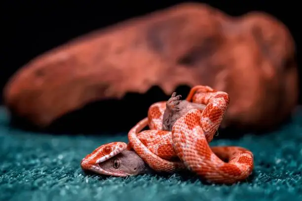 A closeup of a corn snake wrapping around and eating a lizard