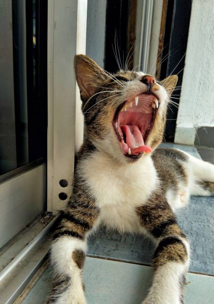 A cat outside Lingii boat pier in Malaysia