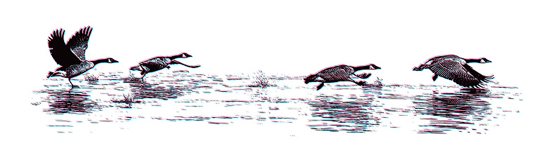 Canada Geese Taking Off From Lake with Glitch Technique