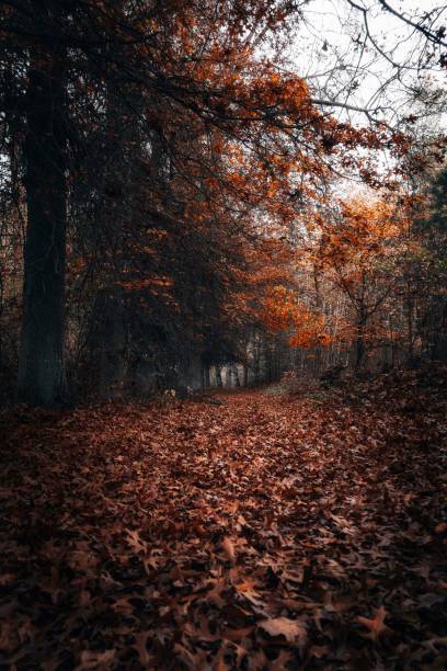 istock Autumn leaves in a forest 1446845193