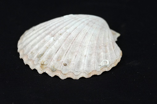 A closeup shot of a white seashell on a black background