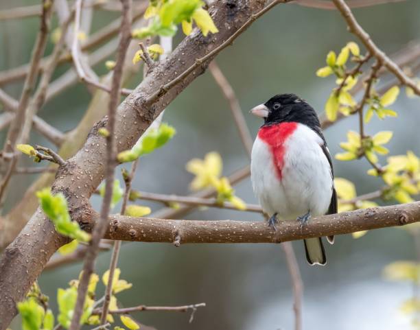 istock Rose Breasted Grosbeak Beckoning Spring 1446845491