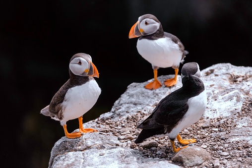 A closeup of three adorable puffins standing on the cliff edge