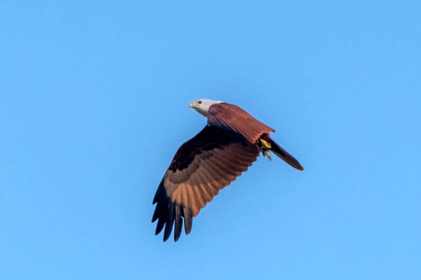 istock bird of prey flying  in the blue sky 1446845855