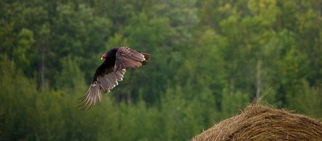 A panoramic shot of a turkey vulture in flight over the hay in the field with trees in the background.