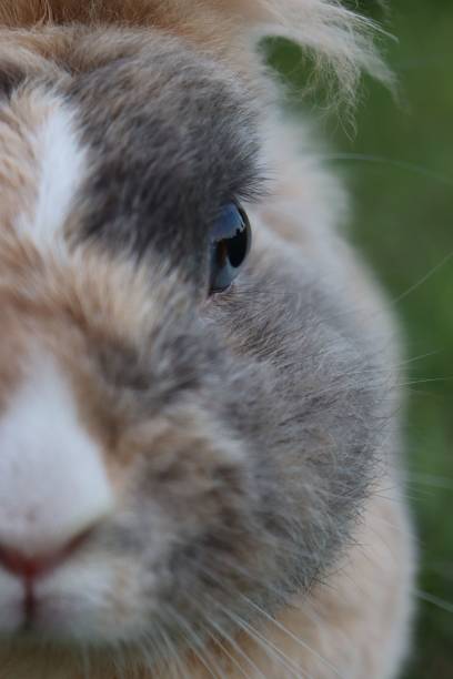 istock Vertical shot of a domestic rabbit on the blurry background 1446847390