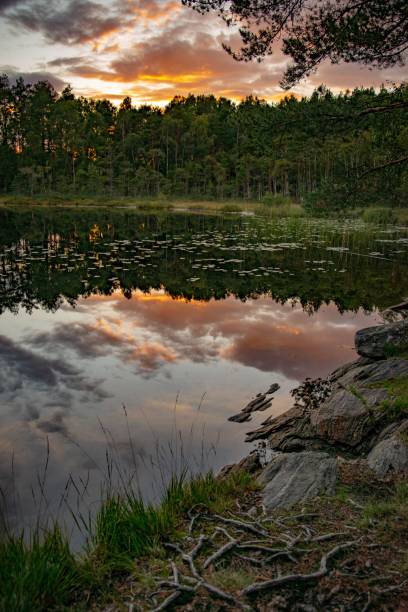 istock Vertical shot of trees and sunset clouds reflected in a calm lake 1446847432