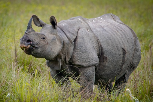 A closeup of a Rhinoceros in the Kaziranga National Park, India