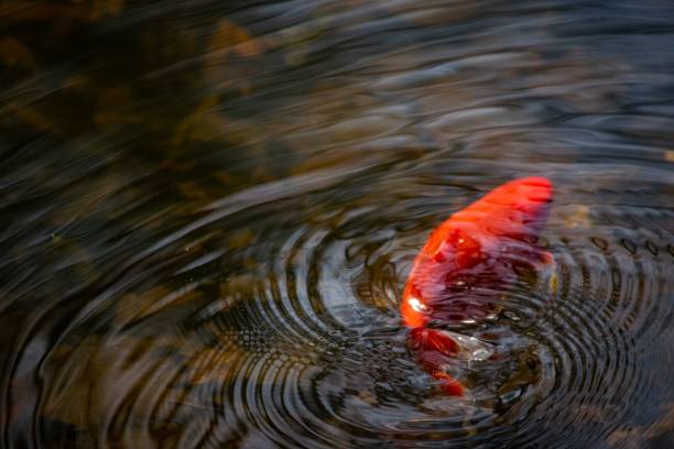 istock Koi fish swimming in the pond 1446847583
