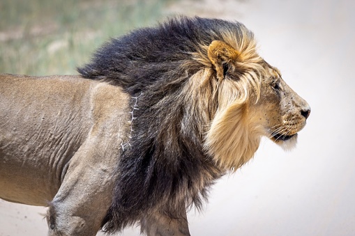 A closeup shot of a male lion standing with pride