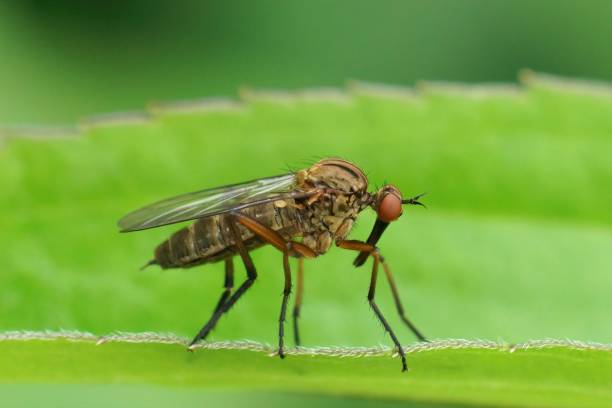 istock Closeup on a brown dance fly, Empis livida sitting on a green leaf 1446847893