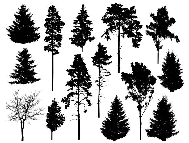 silhouette von set verschiedenen bäumen. sammlung von nadeligen immergrünen waldbäumen, laubbäumen. vektorillustration - zeder stock-grafiken, -clipart, -cartoons und -symbole
