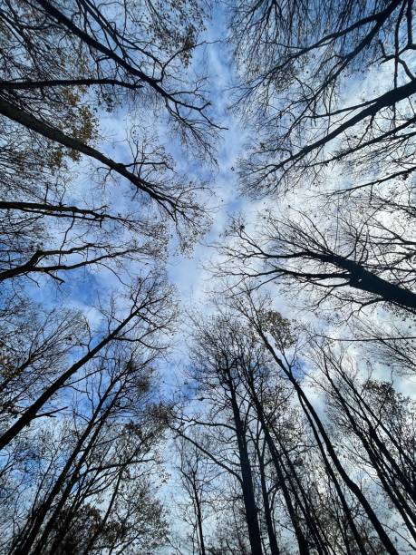 istock Low angle shot of a bare trees with a cloudy blue sky background 1446848539