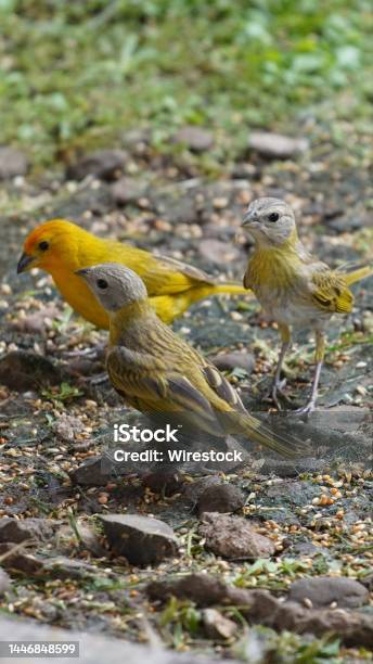 Vertical Shot Of Colorful Saffron Finch Birds Feeding From The Ground Stock Photo - Download Image Now