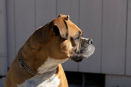 A closeup of a brown Boxer dog