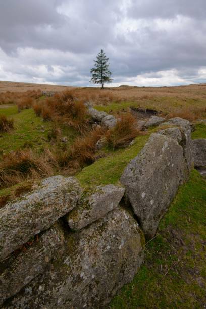 istock Vertical shot of a lonely tree in a field against a blue cloudy sky 1446849450