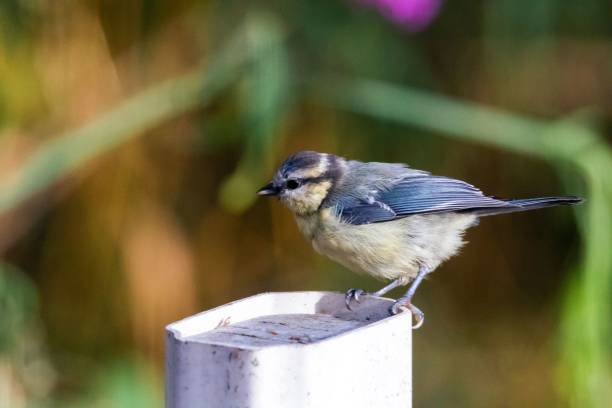 istock Macro shot of a Eurasian blue tit perching on a plastic pylon under the sunlight 1446849644