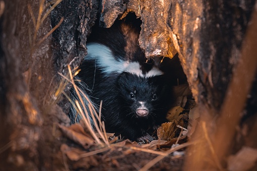 A cute black and white skunk hiding in a cave in Argentina