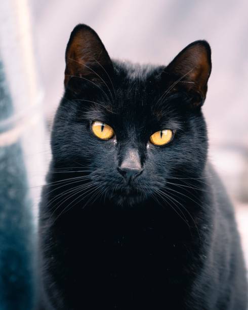 istock Vertical portrait of a black cat staring to the front 1446849687