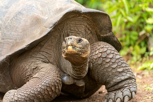 Portrait of Galápagos giant tortoise (Chelonoidis nigra) - the largest living species of tortoise, native to seven of the Galápagos Islands, a volcanic archipelago about 1000 km west of the Ecuadorian mainland. The image taken on Floreana island (Isla Floreana).