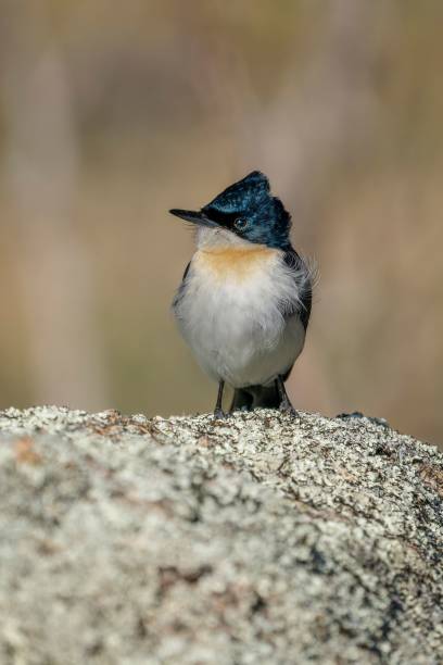 istock Vertical shot of a restless flycatcher (Myiagra inquieta) perched on a stone 1446849863