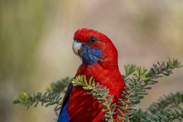 istock Closeup of a crimson rosella (Platycercus elegans) 1446849864
