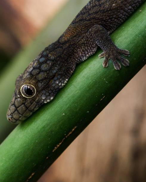 istock Closeup of a Eurydactylodes perched on a green plant branch 1446856178
