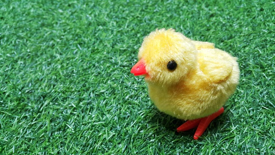 Yellow chick toy on artificial green grass