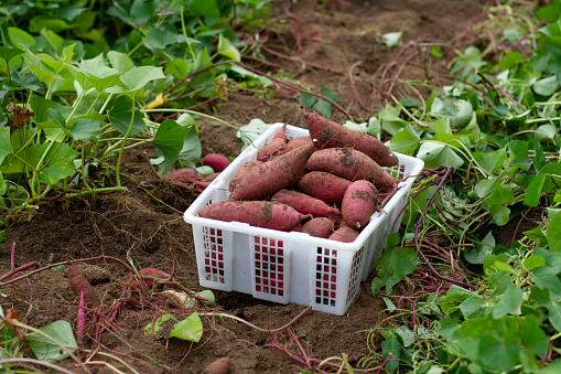 Basket of fresh sweet potato on soil after harvest for grow sweet potato and organic product.