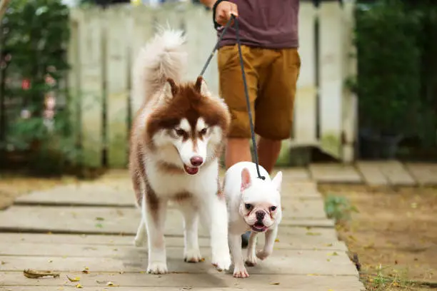 Photo of Siberian Husky and French Bulldog walking in leashed with them owner at the park. Man handling dogs walking together.