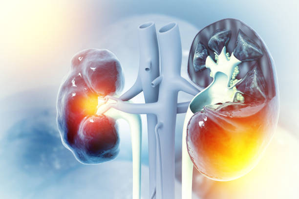 istock Human kidney on scientific background. 3d illustration 1446857349