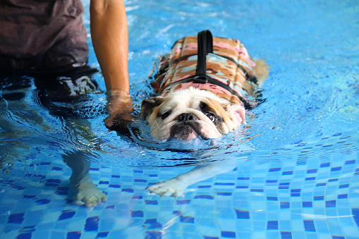 English Bulldog wearing life jacket and swimming with owner  in the pool. Dog swimming.