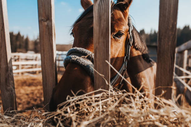 istock Close up of horse head in paddock chewing hay 1446858221