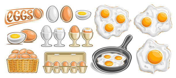 illustrazioni stock, clip art, cartoni animati e icone di tendenza di set di uova vettoriali - white background brown animal egg ellipse