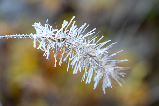 Close-up of frozen grass blossom