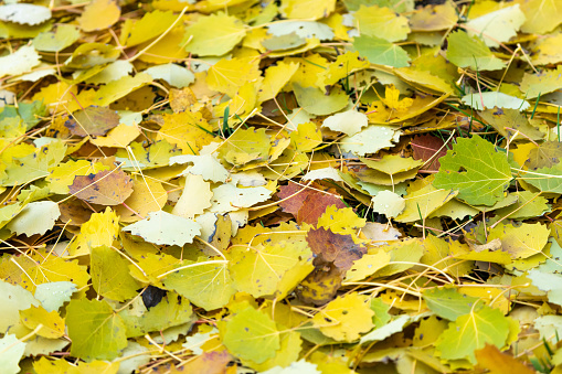 yellow colored birch tree leaves on the ground