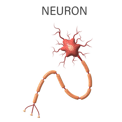 3D Neuron anatomy diagram isolated on white background. 3d render illustration.