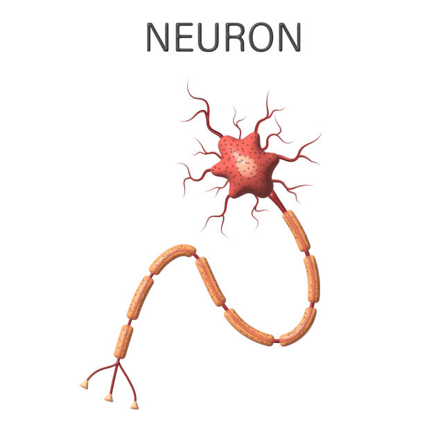 diagrama de anatomia do neurônio 3d isolado no fundo branco. ilustração de renderização 3d. - esquema de neurónios - fotografias e filmes do acervo