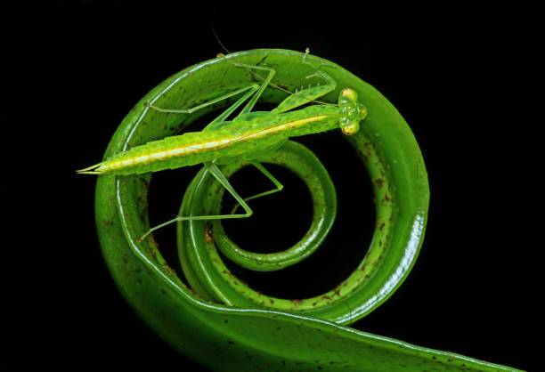 istock Mantis climbing circle fern leaf - black background. 1446865229