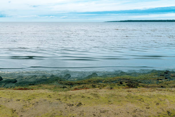 Green seagrass algae at the beach in Halmstad, Sweden