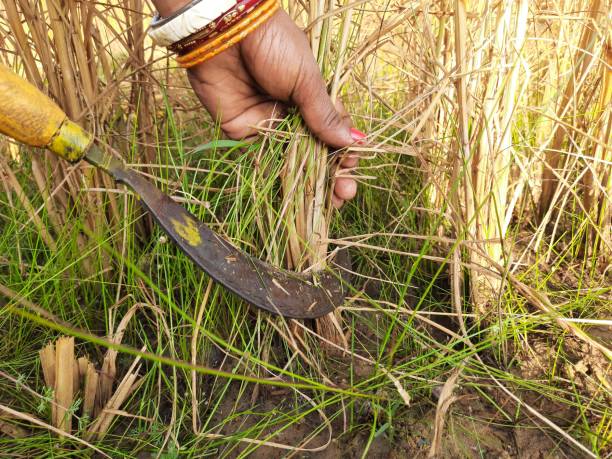 istock Indian women cutting rice plants with a sickle . 1446866534