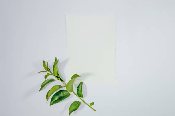 istock A5 paper greeting card mockup with green leaves on white background 1446866631