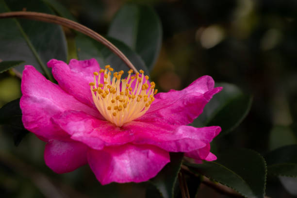 istock Shishi Gashira Camellia 1446866702