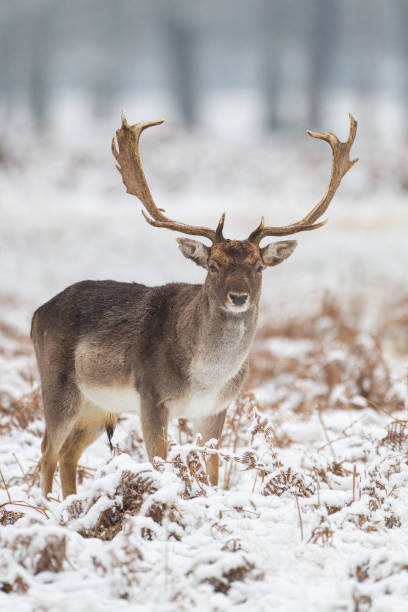 Fallow Deer stag in the snow of Bushy Park, London stock photo