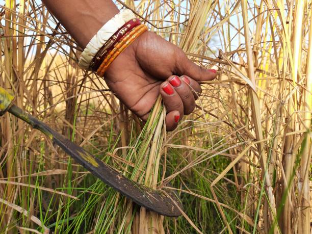 istock Indian women cutting rice plants with a sickle . 1446866772