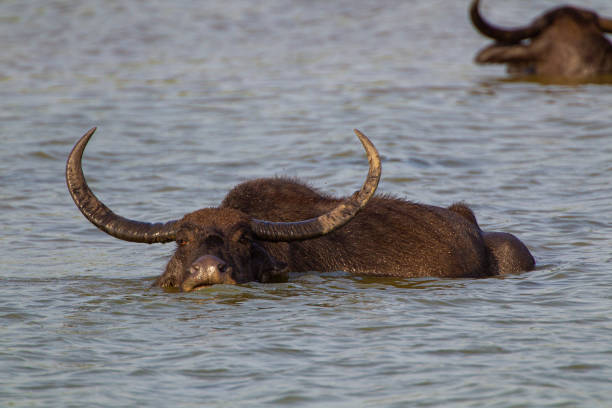 Asiatic water buffalo resting in the cool water in Yala, Sri Lanka stock photo