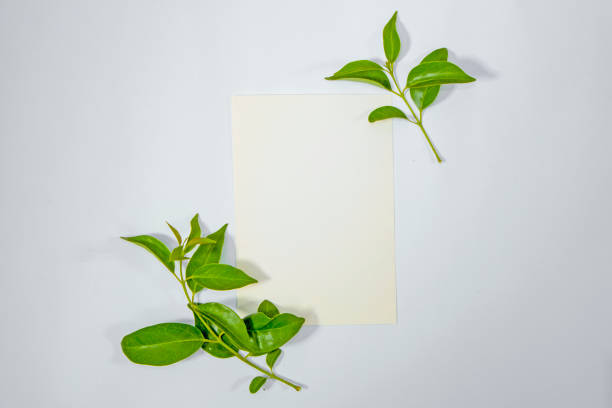 istock A5 paper greeting card mockup with green leaves on white background 1446866903