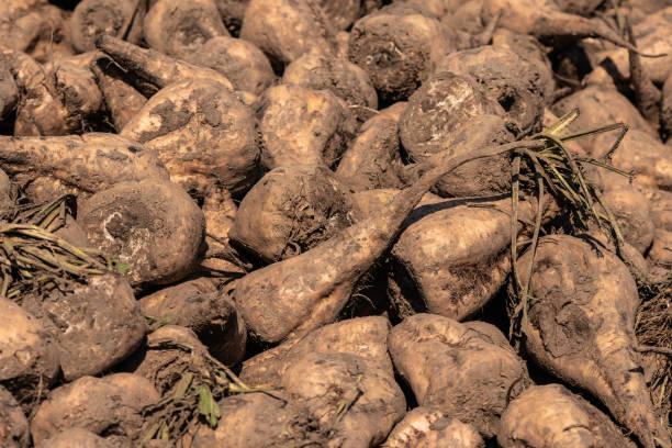 istock Pile of harvested sugar beet root crops in field 1446867498