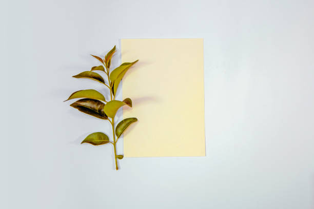 istock A5 paper greeting card mockup with green leaves on white background 1446867521