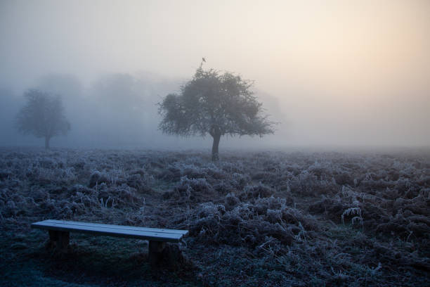 Trees in the cold mist of winter in Bushy Park in England stock photo